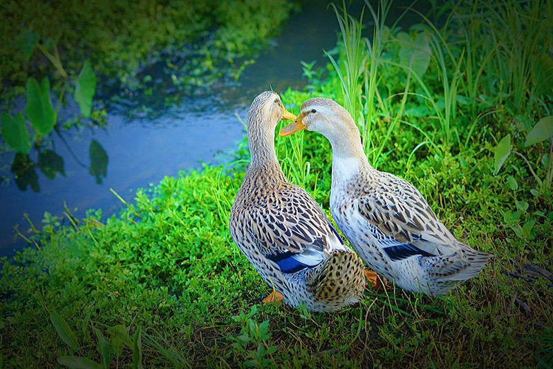 1599464575621958.jpg 1599464575621958.jpg