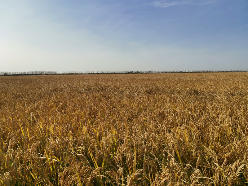 1603950189348115.jpg 1603950189348115.jpg